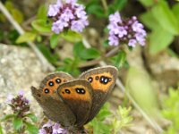 Erebia triaria 5, Zuidelijke erebia, Saxifraga-Theo Verstrael  Zuidelijke erebia, Col de la Core