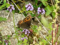 Erebia triaria 6, Zuidelijke erebia, Saxifraga-Theo Verstrael