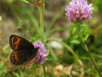 Erebia triaria 7, Zuidelijke erebia, Saxifraga-Theo Verstrael