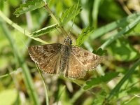 Erynnis tages 31, Bruin dikkopje, Saxifraga-Theo Verstrael