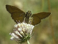 Erynnis tages 32, Bruin dikkopje, Saxifraga-Theo Verstrael