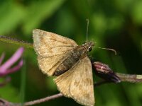 Erynnis tages 33, Bruin dikkopje, Saxifraga-Theo Verstrael