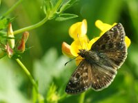 Erynnis tages 34, Bruin dikkopje, Saxifraga-Theo Verstrael