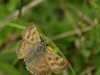 Erynnis tages 35, Bruin dikkopje, Saxifraga-Theo Verstrael  Bruin dikkopje