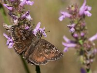 Erynnis tages 36, Bruin dikkopje, Saxifraga-Lieven Decrick