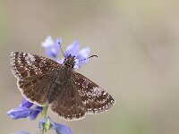 Erynnis tages 37, Bruin dikkopje, Saxifraga-Lieven Decrick