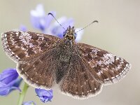 Erynnis tages 38, Bruin dikkopje, Saxifraga-Lieven Decrick