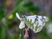 Euchloe belemia 2, Gestreept marmerwitje, Saxifraga-Theo Verstrael