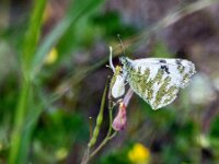 Euchloe belemia 3, Gestreept marmerwitje, Saxifraga-Theo Verstrael