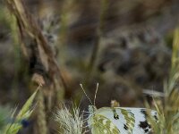 Euchloe crameri 12, Westelijk marmerwitje, Saxifraga-Theo Verstrael