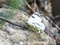 Euchloe crameri 13, Westelijk marmerwitje, Saxifraga-Theo Verstrael