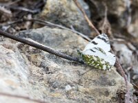 Euchloe crameri 14, Westelijk marmerwitje, Saxifraga-Theo Verstrael