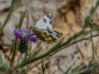 Euchloe crameri 15, Westelijk marmerwitje, Saxifraga-Theo Verstrael