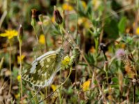 Euchloe crameri 16, Westelijk marmerwitje, Saxifraga-Theo Verstrael