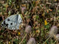 Euchloe crameri 17, Westelijk marmerwitje, Saxifraga-Theo Verstrael