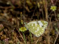 Euchloe crameri 18, Westelijk marmerwitje, Saxifraga-Theo Verstrael