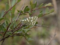 Euchloe crameri 19, Westelijk marmerwitje, Saxifraga-Willem van Kruijsbergen
