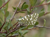Euchloe crameri 20, Westelijk marmerwitje, Saxifraga-Willem van Kruijsbergen