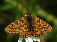 Euphrydryas aurinia 79, Moerasparelmoervlinder, Saxifraga-Theo Verstrael