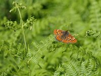 Euphydryas aurinia 75, Moerasparelmoervlinder, Saxifraga-Michiel Drok