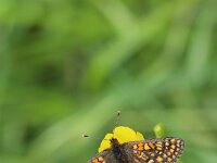 Euphydryas aurinia 76, Moerasparelmoervlinder, Saxifraga-Lieven Decrick