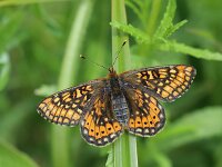 Euphydryas aurinia 77, Moerasparelmoervlinder, Saxifraga-Lieven Decrick