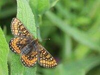 Euphydryas aurinia 78, Moerasparelmoervlinder, Saxifraga-Lieven Decrick