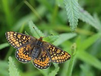 Euphydryas aurinia 79, Moerasparelmoervlinder, Saxifraga-Lieven Decrick