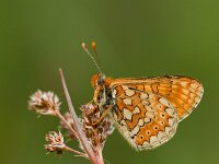 Euphydryas aurinia 80, Moerasparelmoervlinder, Saxifraga-Lieven Decrick