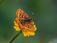 Euphydryas desfontainii