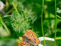 Euphydryas desfontainii 20, Mozaiekparelmoervlinder, Saxifraga-Theo Verstrael
