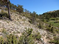 Euphydryas desfontainii, 1, Mozaiekparelmoervlinder, habitat Spain, Saxifraga-Kars Veling