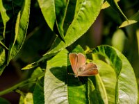 Favonius quercus 46, Eikenpage, female, Saxifraga-Theo Verstrael