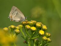 Favonius quercus 47, Eikenpage, female, Saxifraga-Theo Verstrael