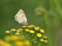 Favonius quercus 48, Eikenpage, female, Saxifraga-Theo Verstrael