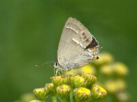 Favonius quercus 49, Eikenpage, female, Saxifraga-Theo Verstrael