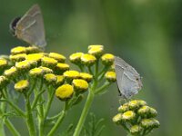Favonius quercus 50, Eikenpage, female, Saxifraga-Theo Verstrael