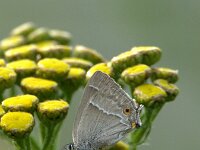 Favonius quercus 51, Eikenpage, female, Saxifraga-Theo Verstrael