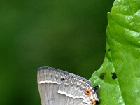 Favonius quercus 52, Eikenpage, female, Saxifraga-Theo Verstrael