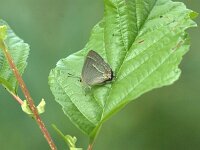 Favonius quercus 53, Eikenpage, female, Saxifraga-Theo Verstrael