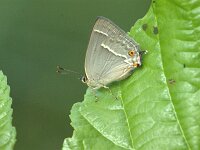 Favonius quercus 54, Eikenpage, female, Saxifraga-Theo Verstrael