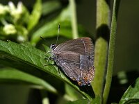Favonius quercus 55, Eikenpage, female, Saxifraga-Theo Verstrael