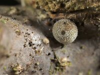 Favonius quercus 56, Eikenpage, Saxifraga-Lieven Decrick