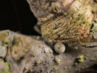 Favonius quercus 57, Eikenpage, Saxifraga-Lieven Decrick