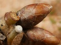 Favonius quercus 58, Eikenpage, Saxifraga-Lieven Decrick