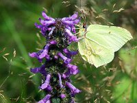 Gonepteryx rhamni 100, Citroenvlinder, male, Saxifraga-Theo Verstrael