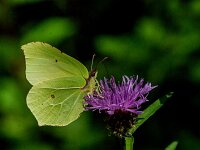Gonepteryx rhamni 101, Citroenvlinder, male, Saxifraga-Theo Verstrael