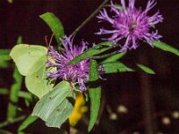Gonepteryx rhamni 102, Citroenvlinder, male, Saxifraga-Theo Verstrael