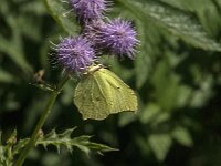 Gonepteryx rhamni 103, Citroenvlinder, male, Saxifraga-Jan van der Straaten