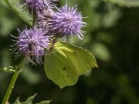 Gonepteryx rhamni 104, Citroenvlinder, male, Saxifraga-Jan van der Straaten